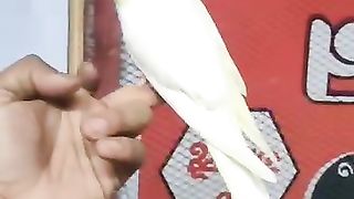 Cockatiel Bird ????????????