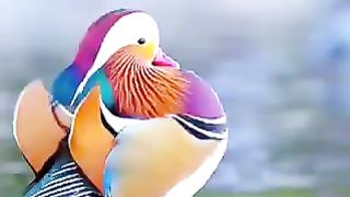 Beautiful Bird