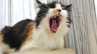 cat yawns and meows at the same time