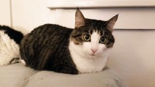 Cat Loaf