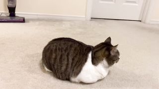 cat loaf yawns then stretch