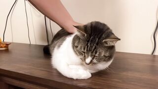 Baking the cat