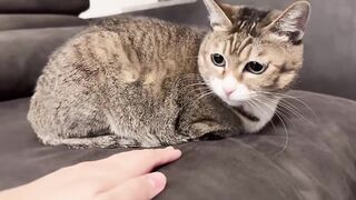 再碰我,咬你啊！！#cat #猫咪 #猫のいる生活 #這也太可愛了吧 #三花貓