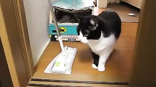 これどけてと訴える猫