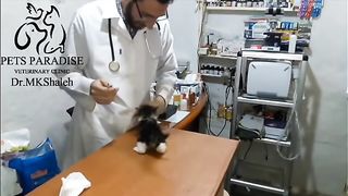 tiny angry cat at vet clinic