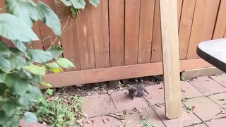 Stray kittens invaded my backyard
