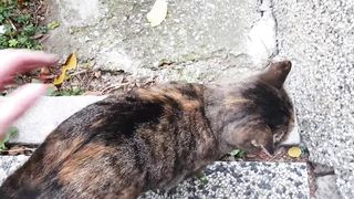 stop petting other cats