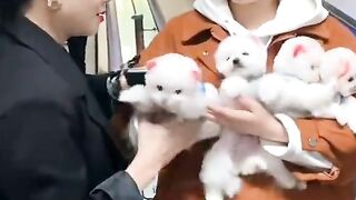 How much does a homemade cat ???? beautiful cat is the