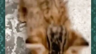 kebaikan seorang wanita yang merawat kucing liar yang sakit mata