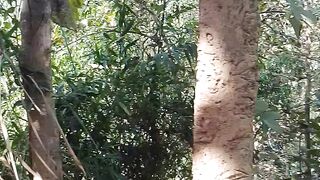 Forest sceen