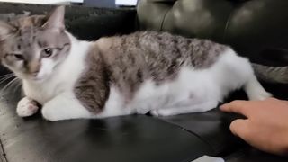 CAT ANGRY