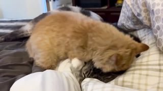 Old cat training young cat how to fight