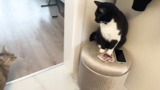 No need for guard dogs when you have guard cats