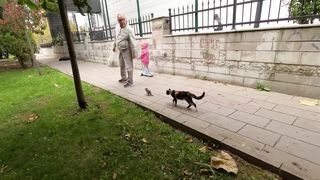 Mother cat tries to persuade her escaped kitten to return home