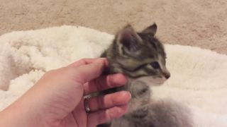 I chat with a 3 week old kitten
