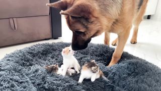 German Shepherd Shocked by Tiny Kittens occupying dog bed!