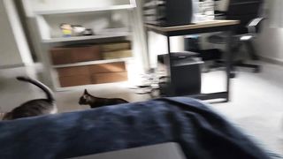 face of a cat who says i give up