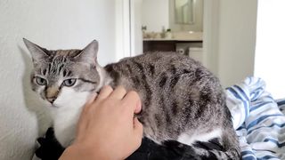 Completely opposite cat personalities