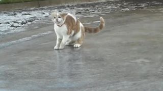 Cat on ice