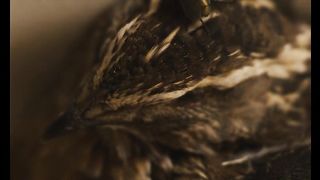 The Seeding 2023 - Theatrical Trailer