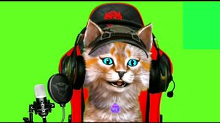 Cat green screen for live youtube