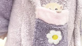 Baby cats