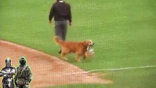 37 Hero Animals That Saved Human Lives