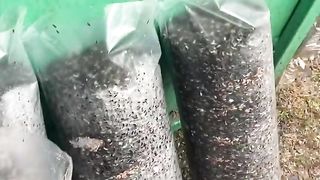 Второй день засева Вешенки
