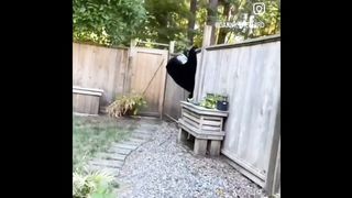 ОЧЕНЬ СМЕШНЫЕ ВИДЕО С КОТАМИ И СОБАКАМИ! Смешные видео с животными.