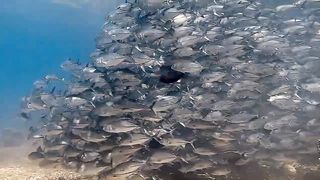 Amzonig fish sipadam 2