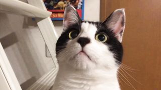 CAT WEWEWEWWW