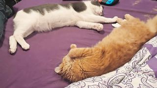 Cat Nap Time