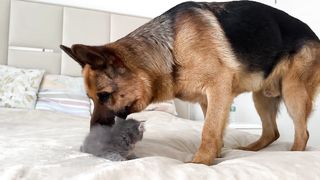 German Shepherd Meets New Kitten for the First Time