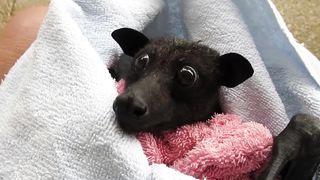 'He's Cranky' Rescued Bat Enjoys Banana