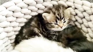 Kitten Violently Falls Asleep