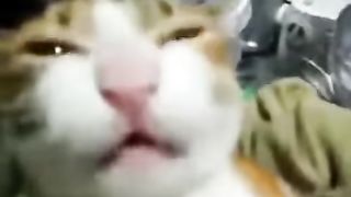 MAW MAW