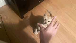 normal orange cat behavior