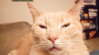 Orange cat charging its brain cell.