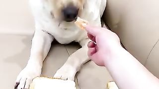 Smart Dog