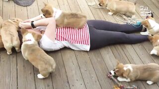 20 Minutes of Adorable Puppies ????