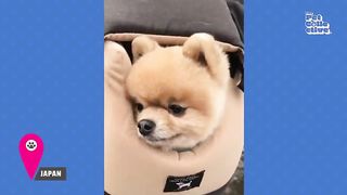 30 Minutes of the World's CUTEST Puppies! ????????