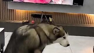 So cute this dog.