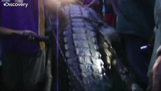 Lolong, the world's largest crocodile.