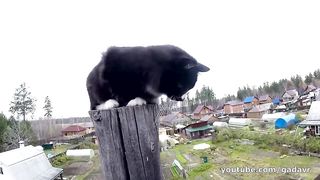 Фред смог _ The cat climb down by himself