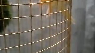 4 piece Creamino Close ring bird Healthy and active bird