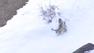 Graceful snow leopards
