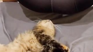 Cat Reaction