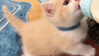 the cat asks the owner for milk