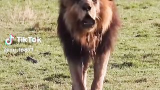 Lion say Allah
