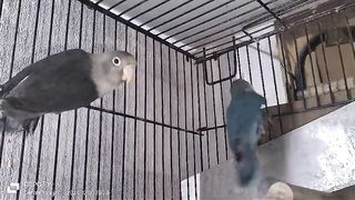 Beautiful black and gray Parrot
